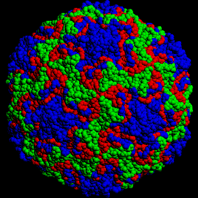 herpes virus replication. Like Herpes viruses